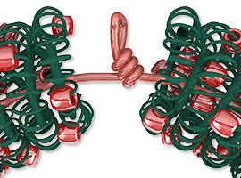 wire loop between coiled wire